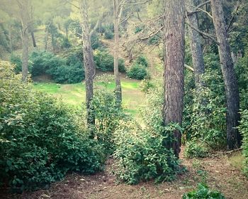 Trees growing in forest