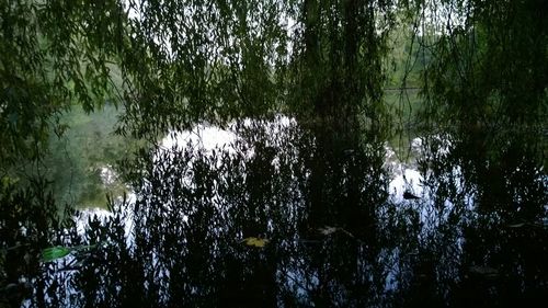 Reflection of trees in lake