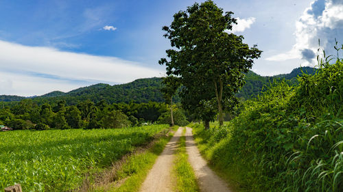 Narrow pathway along countryside landscape