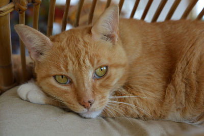 Close-up portrait of cat