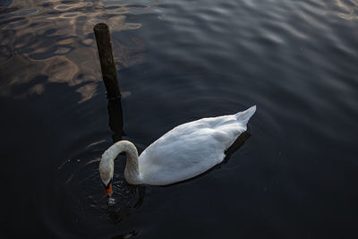 High angle view of swan swimming in lake