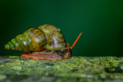 Close-up of crab on leaf