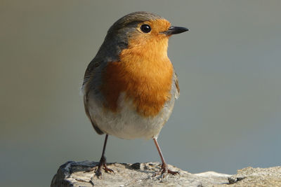 Close-up of bird perching on rock