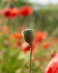 Close-up of poppy flower buds