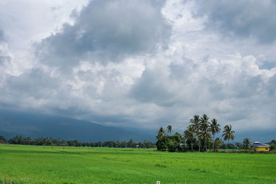 Scenic view of field against sky