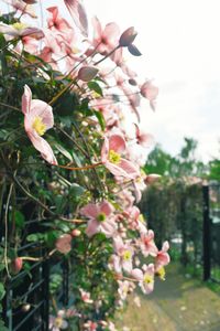 Close-up of pink flowers