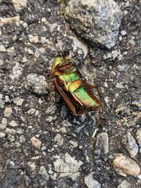 High angle view of housefly on rock