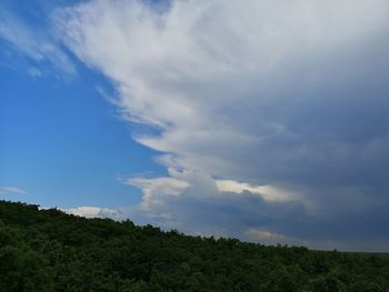 Low angle view of trees against sky