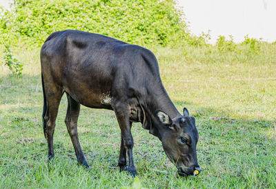 Horse grazing in a field