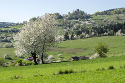 Trees on field against clear sky