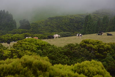 Scenic view of green landscape