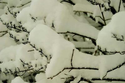 Close-up of snow covered tree