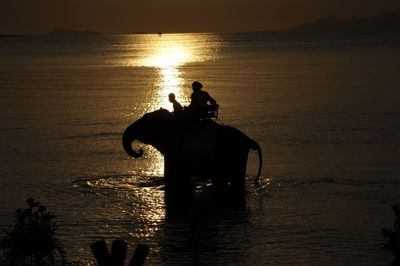 Silhouette people sitting on elephant at beach during sunset