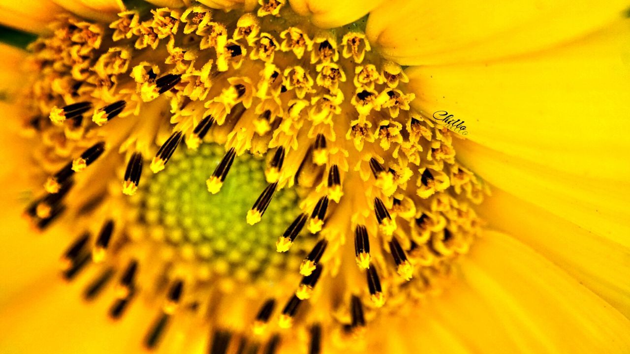 flower, yellow, freshness, flower head, petal, fragility, close-up, extreme close-up, beauty in nature, full frame, pollen, growth, backgrounds, single flower, nature, macro, selective focus, sunflower, blossom, stamen
