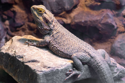 Close up of a central bearded dragon in captivity