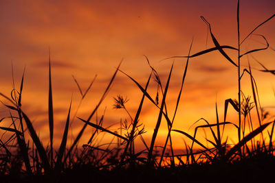 Close-up of silhouetted plants against romantic sky at sunset