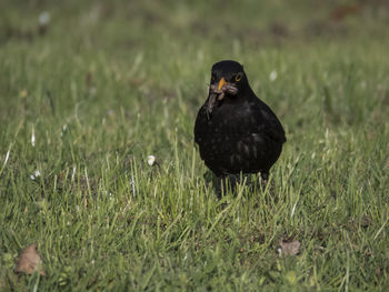 Blackbird carrying earthworm in beak on grassy field