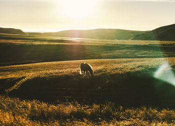 View of horse grazing on field against sky