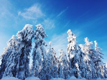 Low angle view of trees against sky during winter