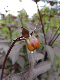 Close-up of flowers