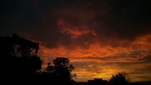 Silhouette of trees at sunset