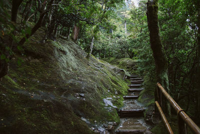 Footpath amidst trees in forest