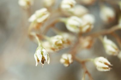 Close-up of white flowers