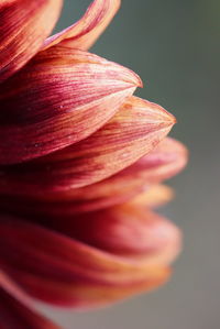 Close-up of flower against blurred background