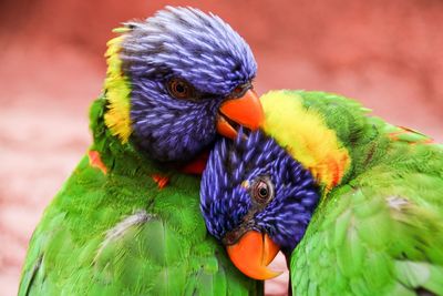 Close-up of parrot