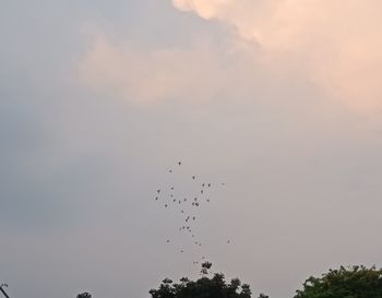 Low angle view of birds flying in sky