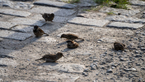 High angle view of birds on land