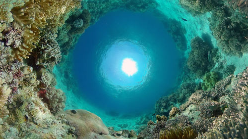 Low angle view of coral in sea