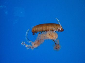 Close-up of jellyfish against blue background