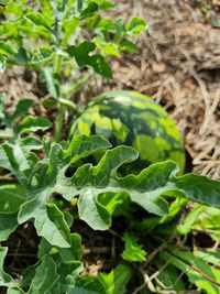 Close-up of green plant growing on field