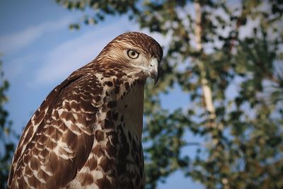 Red tailed hawk close up