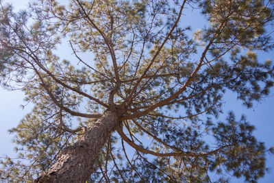 Low angle view of tree against sky