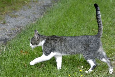 Side view of a cat on field