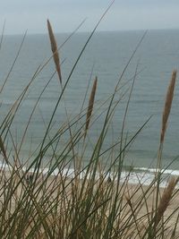 Close-up of grass against sea