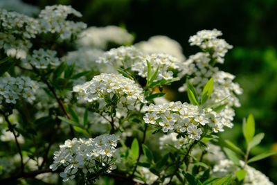 Close-up of white flowering plant