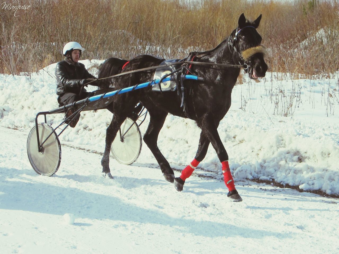 winter, snow, cold temperature, domestic animals, season, horse, full length, animal themes, weather, field, mammal, working animal, standing, lifestyles, leisure activity, men, dog, warm clothing