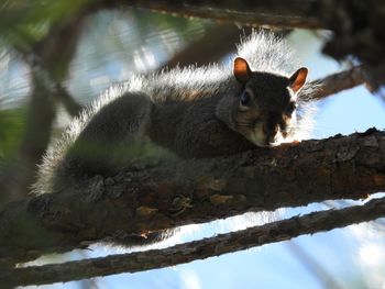 Close-up portrait of squirrel on tree