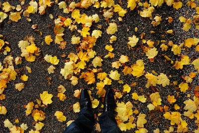 Low section of man on yellow autumn leaves