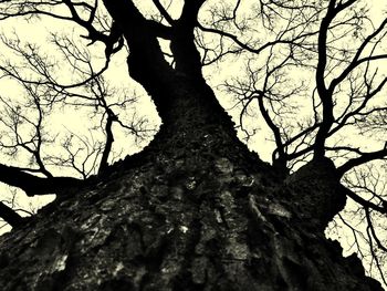 Low angle view of bare trees against sky