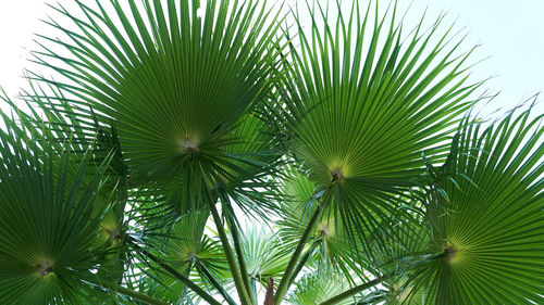 Low angle view of palm tree against sky