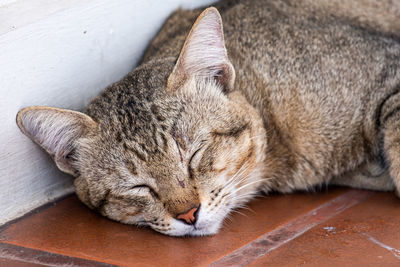 Close-up of cat sleeping