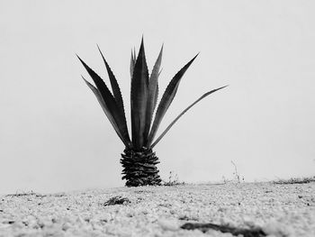 Close-up of succulent plant on field against clear sky