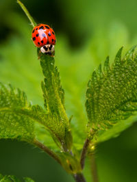 Close-up of ladybug on leaf