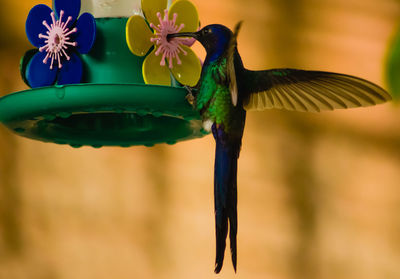 Close-up of bird flying