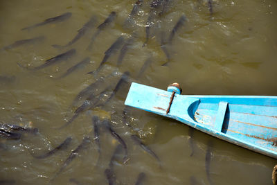 Little boat with fish