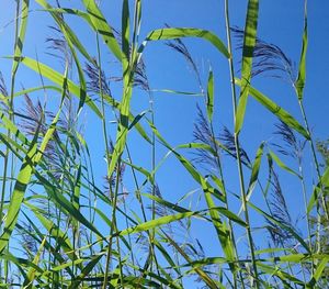 Low angle view of plants